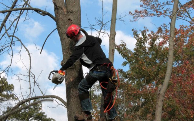 Near South Street Closures For Tree Removal Start Monday