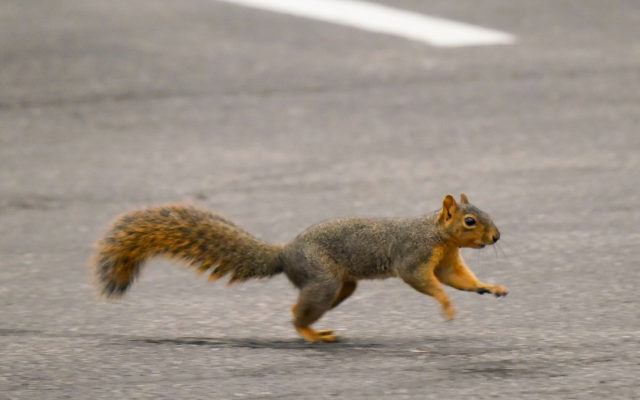 Squirrel To Blame For Power Outage At Election Center, Omaha