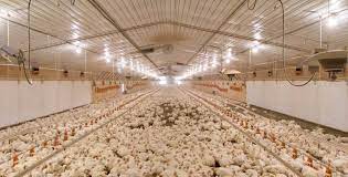 Bird flu prompts Nebraska officials to cancel poultry events