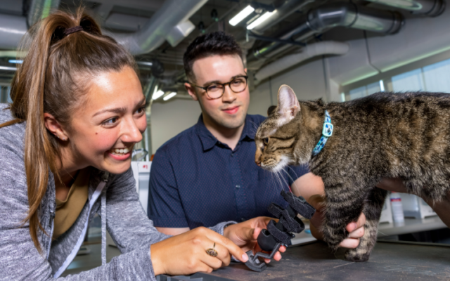 NEBRASKA ENGINEERING STUDENTS CRAFT PROSTHETIC FOR CAT