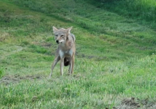 Animal Control Shares Coyote Sighting Information and Encounter Tips
