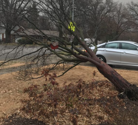 City Advises Residents on Tree Debris and Downed Power Lines