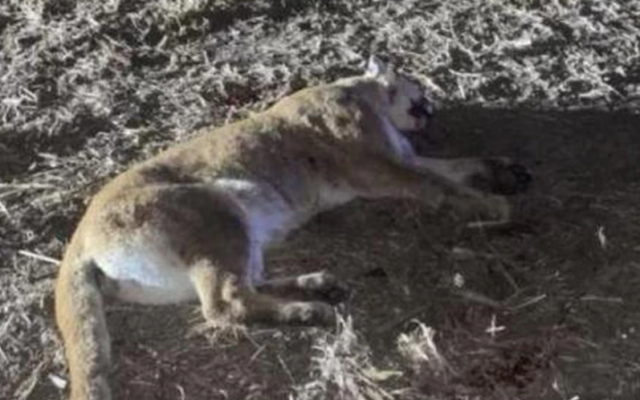 Mountain Lion Killed In Eastern Nebraska