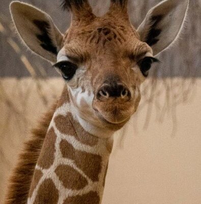 BIG NEWS – Meet The First Baby Giraffe Born at The Lincoln Children’s Zoo!