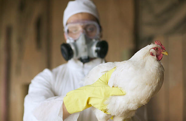 Bird Flu Found In Nebraska – 570,000 Chickens To Be Killed