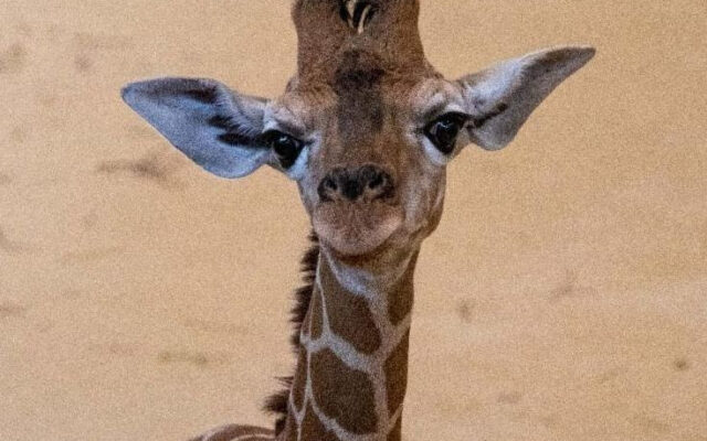 New Baby Giraffe At Lincoln Children’s Zoo