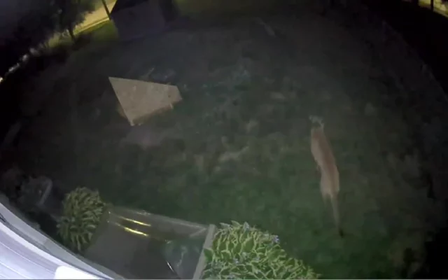Mountain lion spotted on security camera at northwest edge of Lincoln