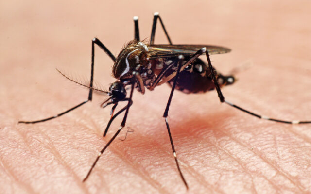 Mosquitoes in Lancaster County Test Positive For West Nile Virus