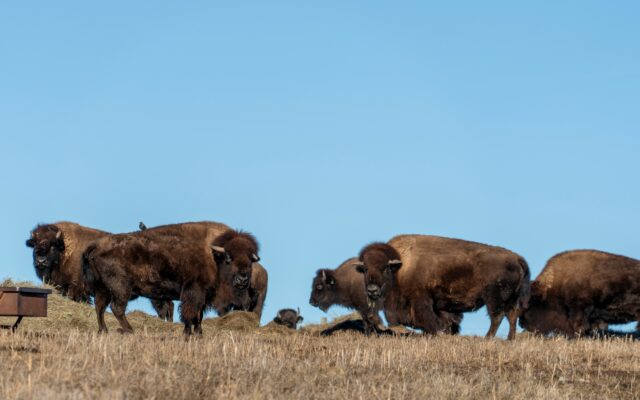 City Adds Six Bison to Pioneers Park Herd